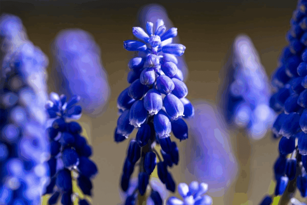 Muscari (Jacinto-almiscarado)