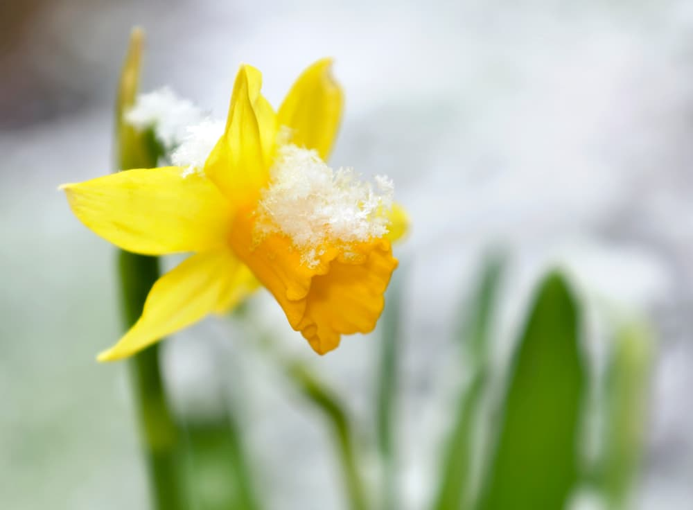 narciso