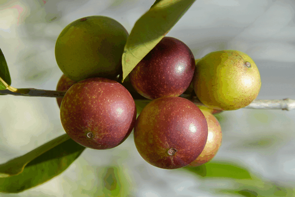 camu-camu