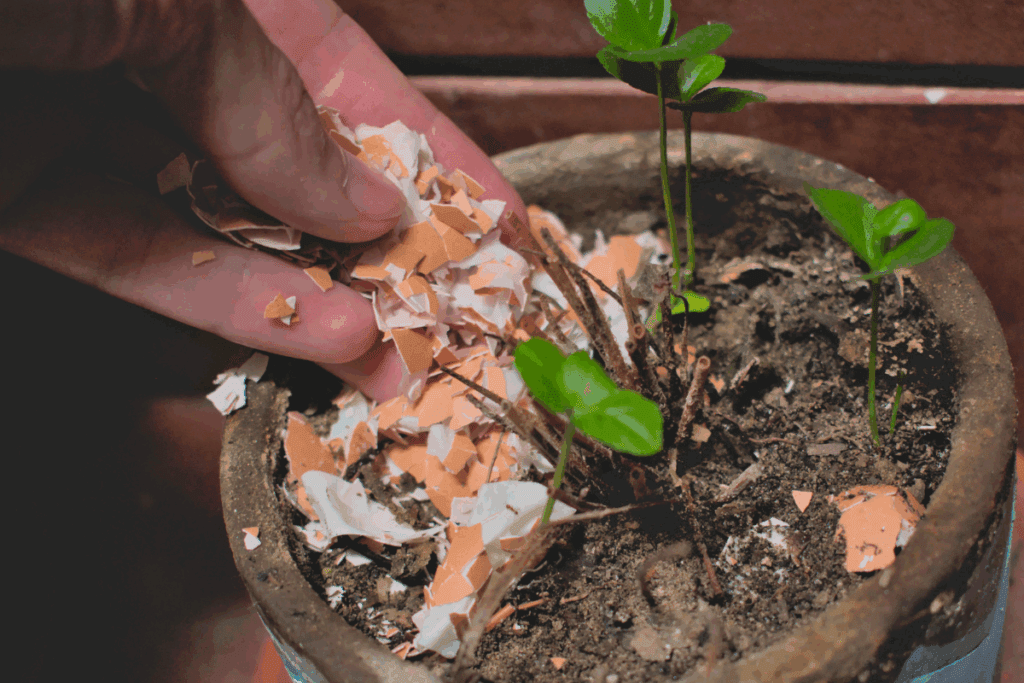 benefícios da casca de ovo nas plantas