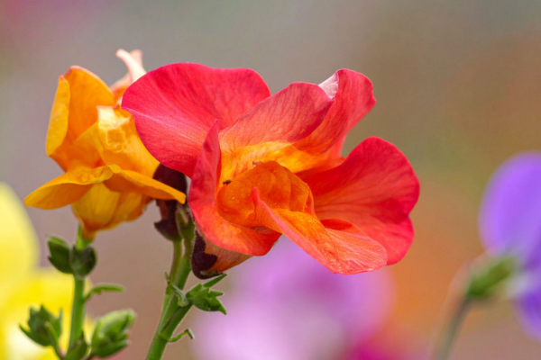 Boca-de-leão: o segredo escondido dessa flor que encanta jardins