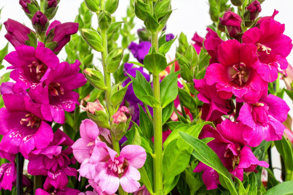 Boca-de-leão: o segredo escondido dessa flor que encanta jardins