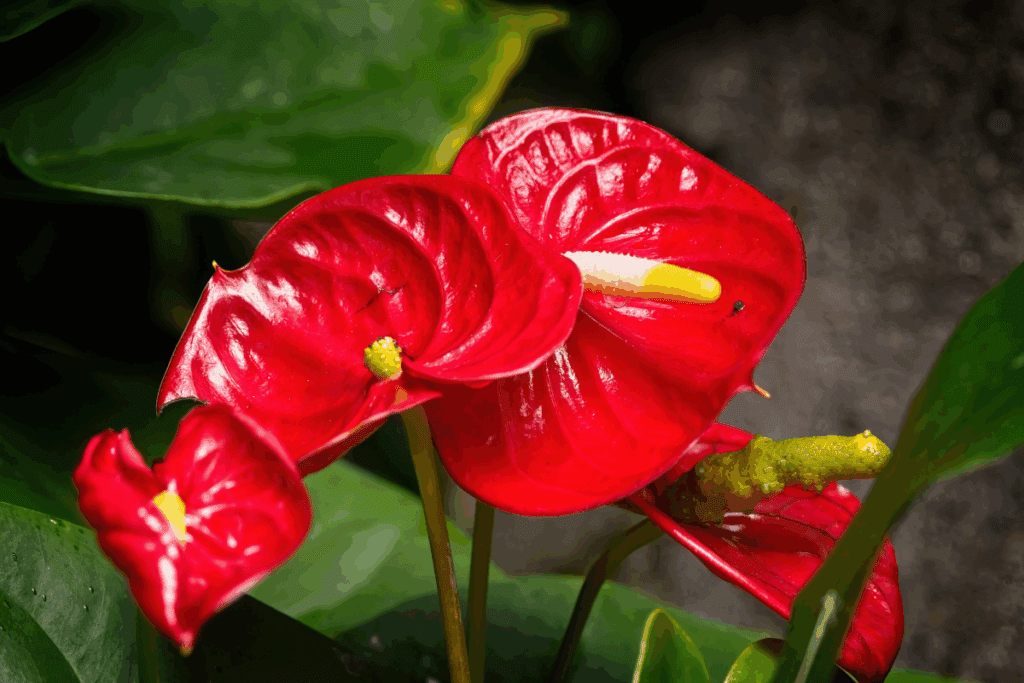 antúrio cheio de flores