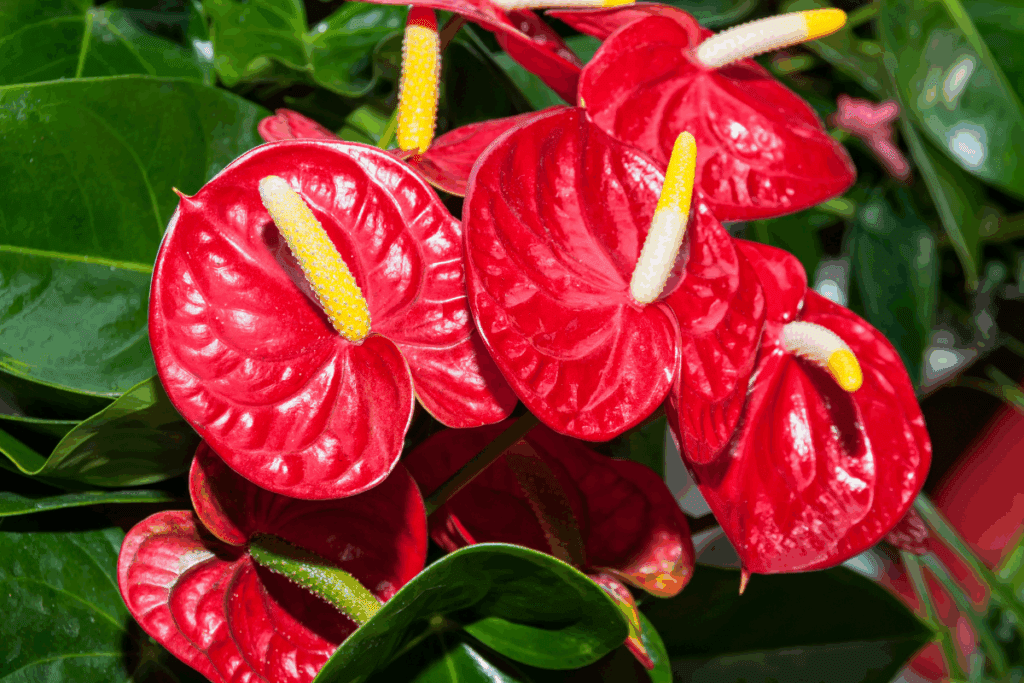 antúrio cheio de flores