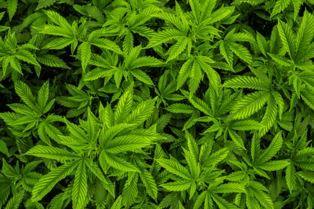 cannabis