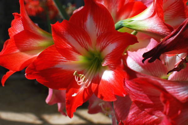 Açucena ou Flor-da-imperatriz 