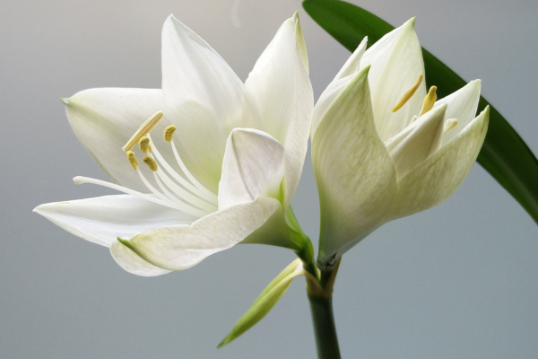 Flor açucena branca
