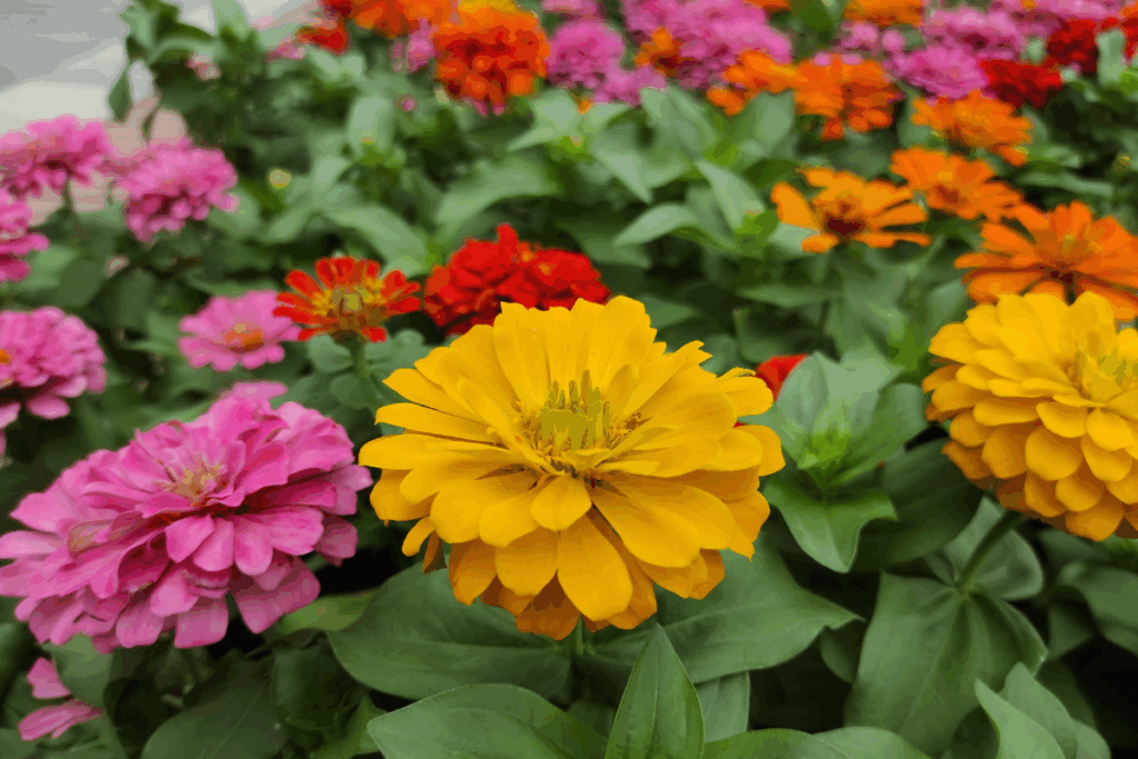 Zinnia elegans
