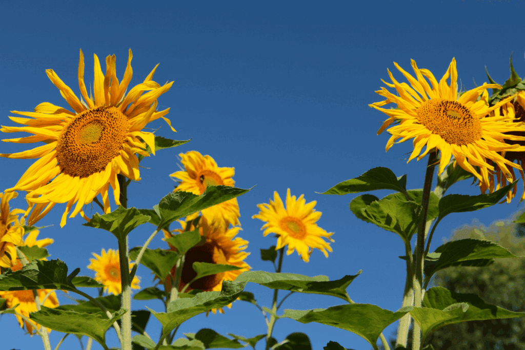 Helianthus annuus
