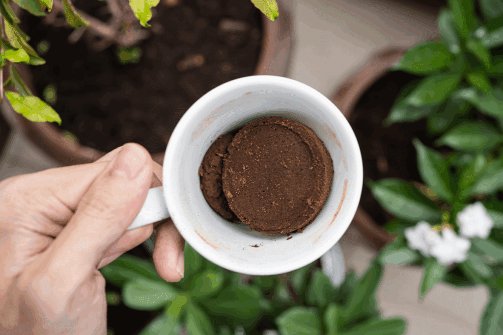 como usar borra de café