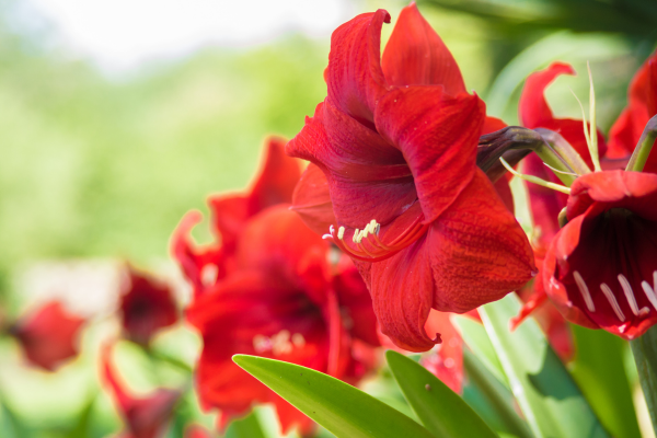 Açucena vermelha florescendo na primavera