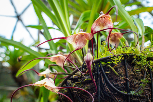 orquídeas raras