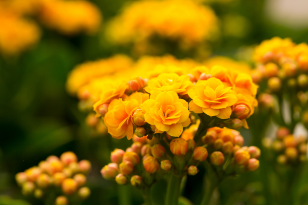 Segredos pouco conhecidos sobre a Kalanchoe blossfeldiana