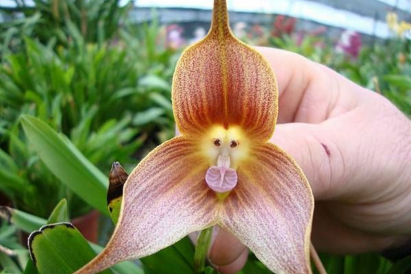 orquídea cara de macaco em floração rara