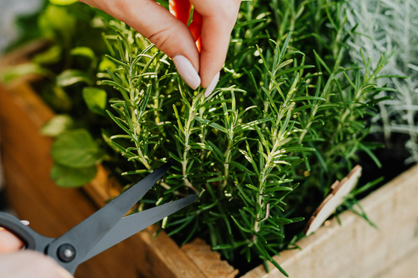 Mini horta de temperos