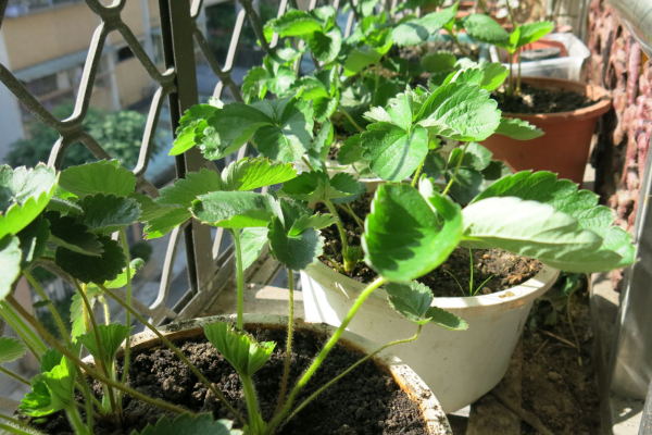 Horta em apartamento