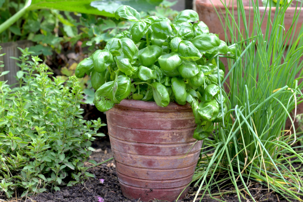 plantas certas para iniciar uma horta