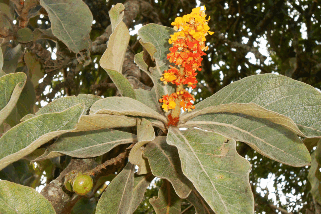 folhas de murici