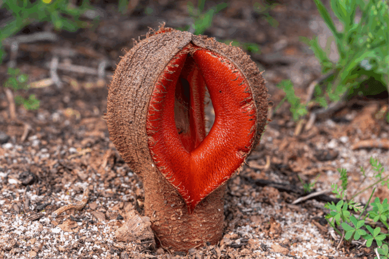 Hydnora africana, a planta que viralizou no tiktok