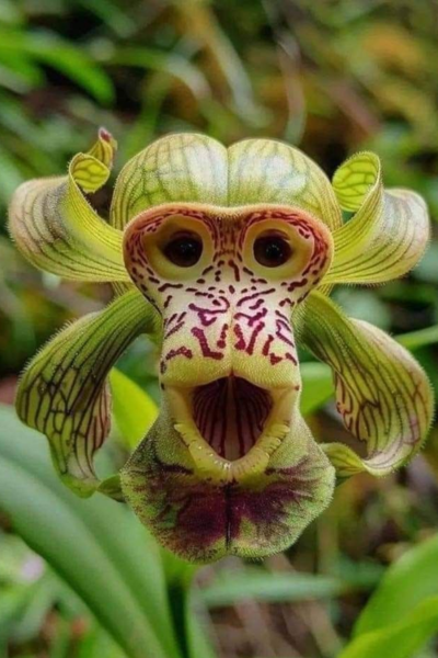 orquídea rara