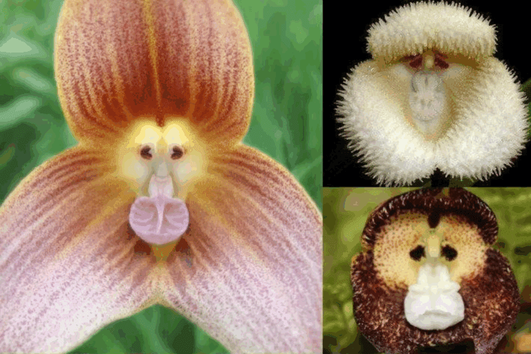 A orquídea mais curiosa do mundo: orquídea cara de macaco