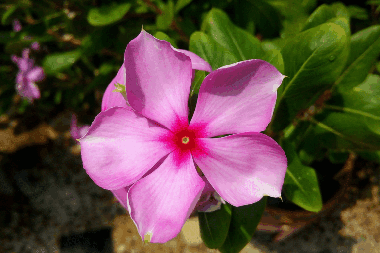Flor beijo rosa em jardim ensolarado