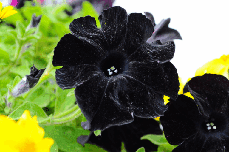 Existe Flor Preta? Conheça os Tipos e Seus Significados Surpreendentes