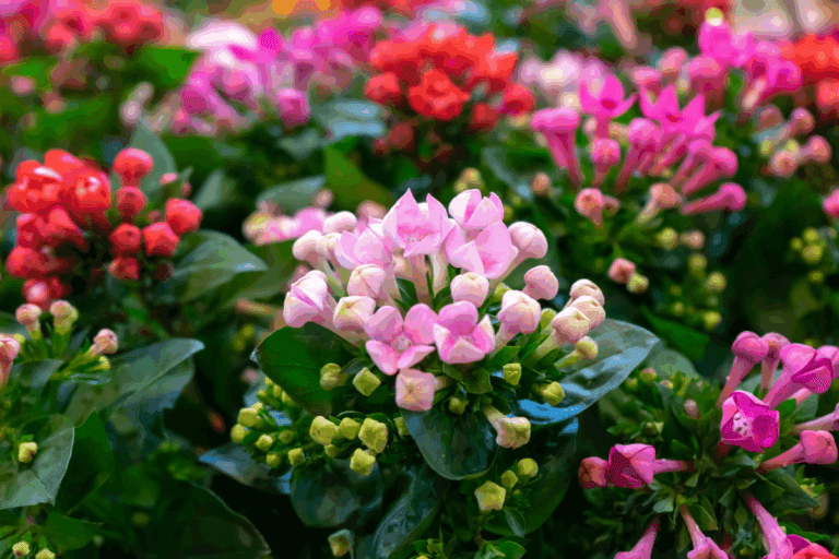 Flor-da-fortuna em plena floração