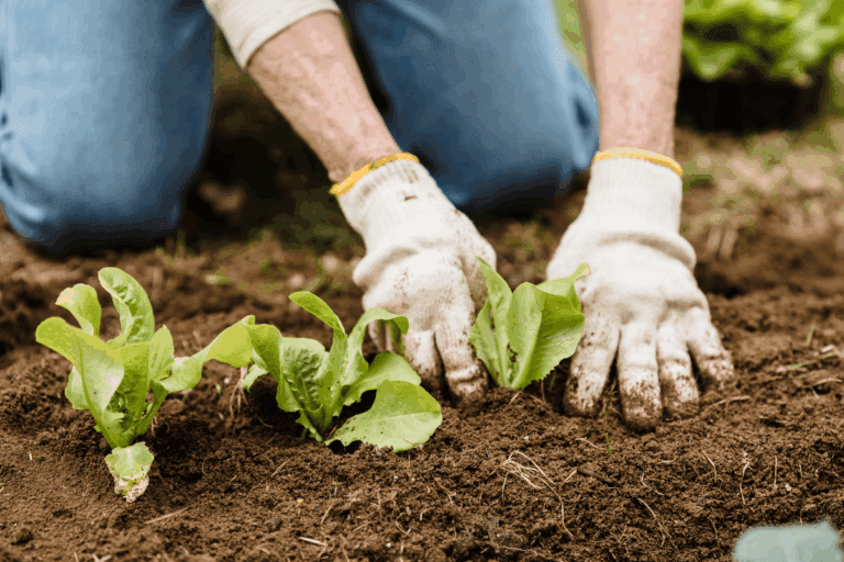 Tipos de horta para cultivar em casa