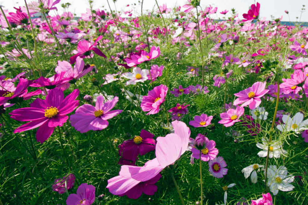 Cosmos bipinnatus