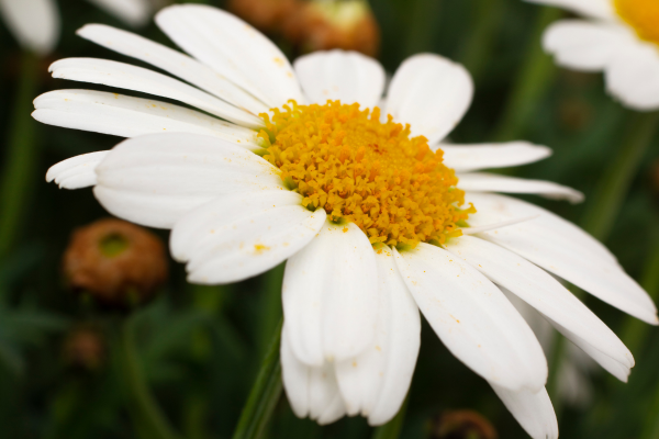 flor de camomila