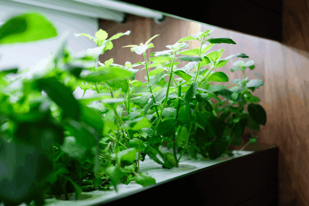 Luz Artificial para Plantas: Como Transformar Ambientes Escuros em Jardins