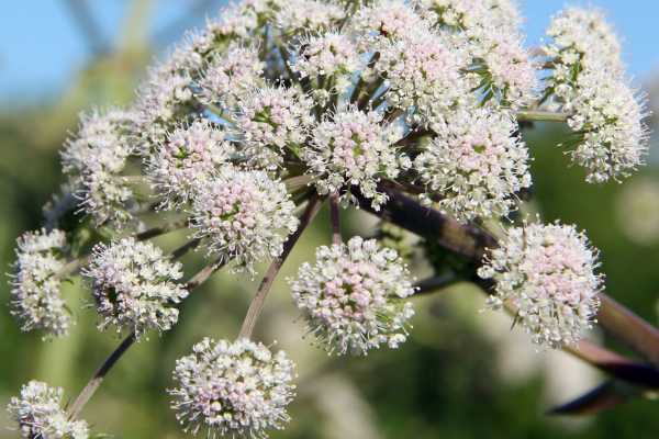 valeriana