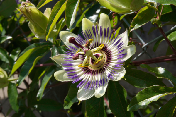 Passiflora