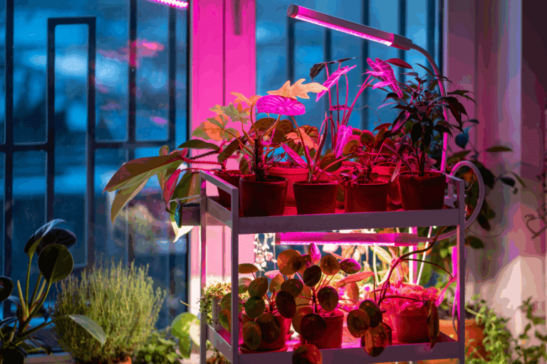 Luz Artificial para Plantas: 3 Ideias Simples que Funcionam de Verdade