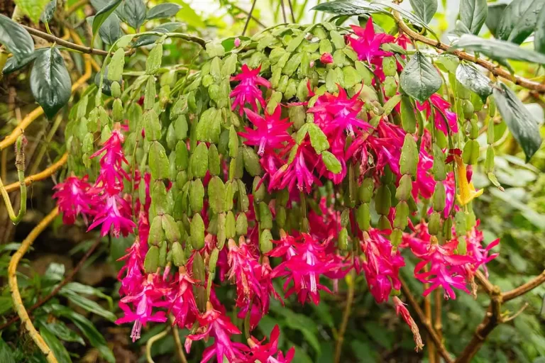 Problemas Mais Comuns da Flor de Maio