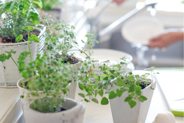 Horta de temperos na cozinha
