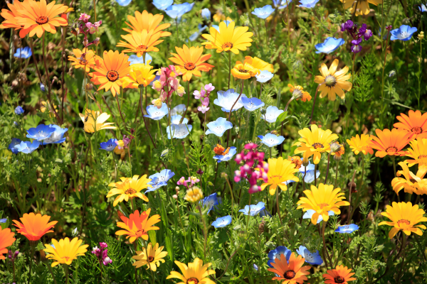 Jardim de flores da primavera