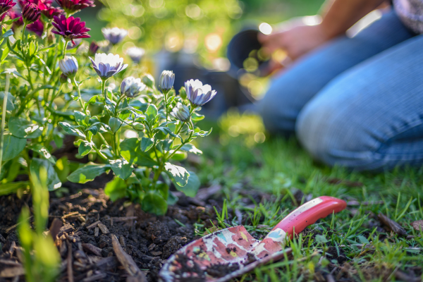 Quer um jardim florido até o verão? Plante estas flores de primavera agora