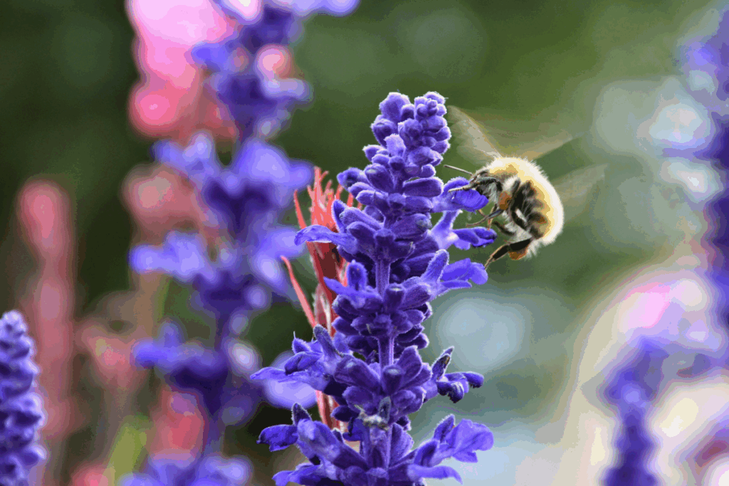 Lavanda: o segredo para atrair borboletas, abelhas e boas energias
