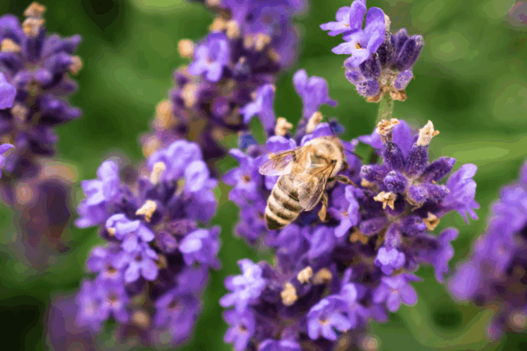 Lavanda: a flor perfumada que atrai abelhas e transforma o seu jardim