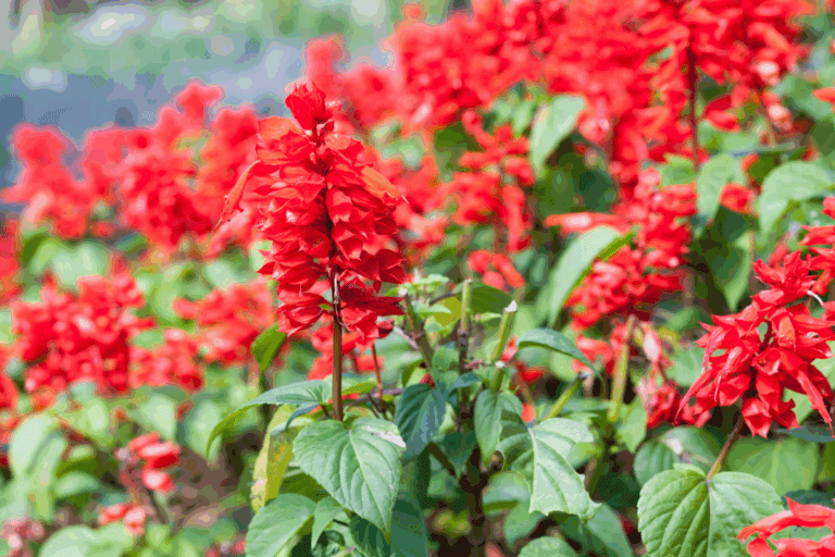 Sálvia vermelha está conquistando jardineiros apaixonados por cores e vida