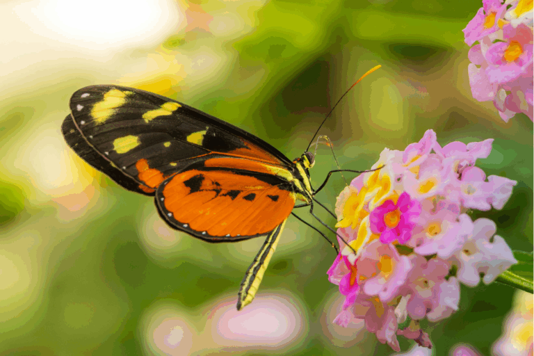 Lantanas: as flores poderosas que atraem polinizadores e embelezam o jardim