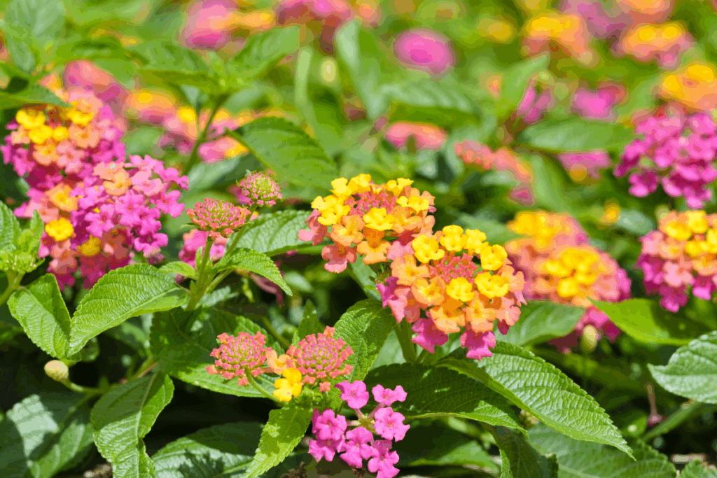 Close detalhado de flores de lantanas