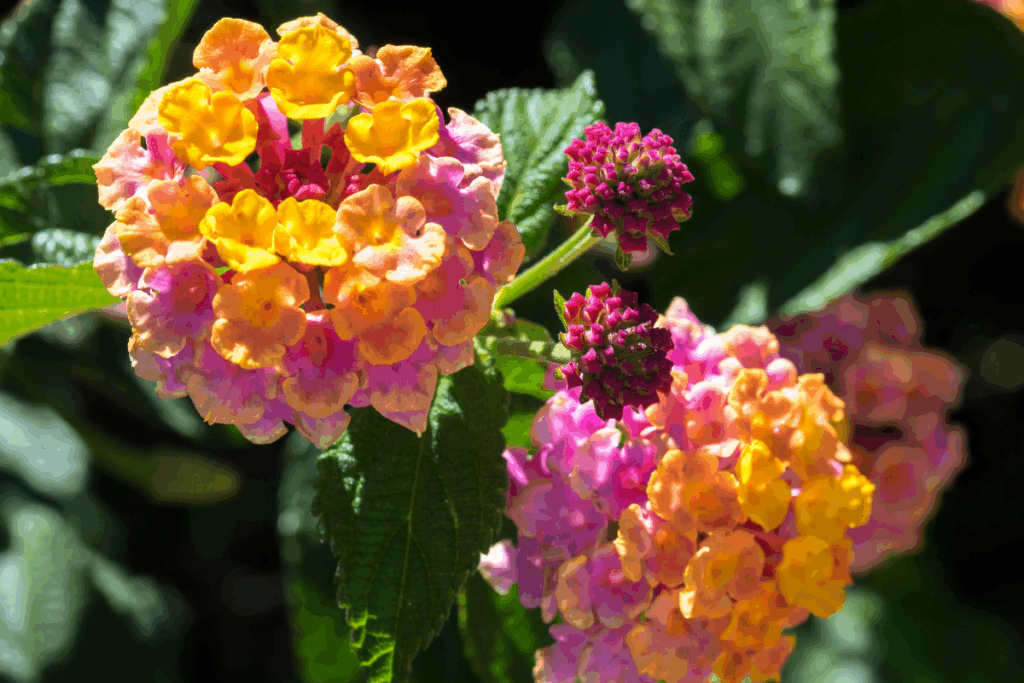 Beleza tropical das lantanas