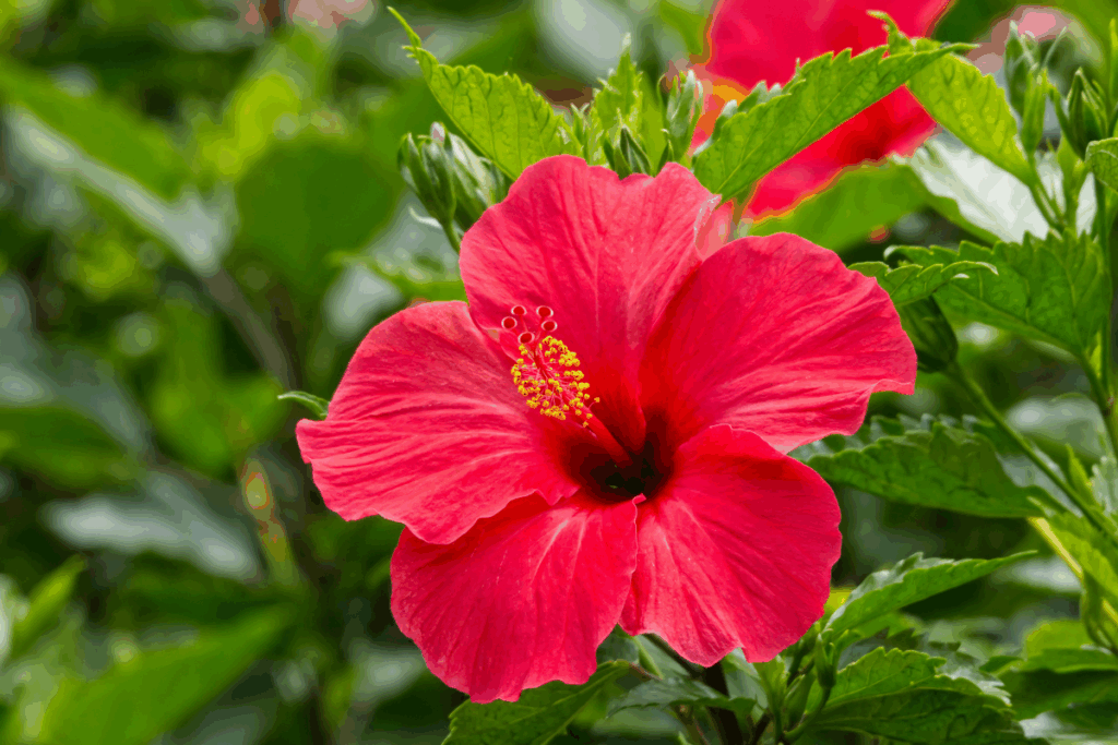 Hibisco sempre florido no seu jardim
