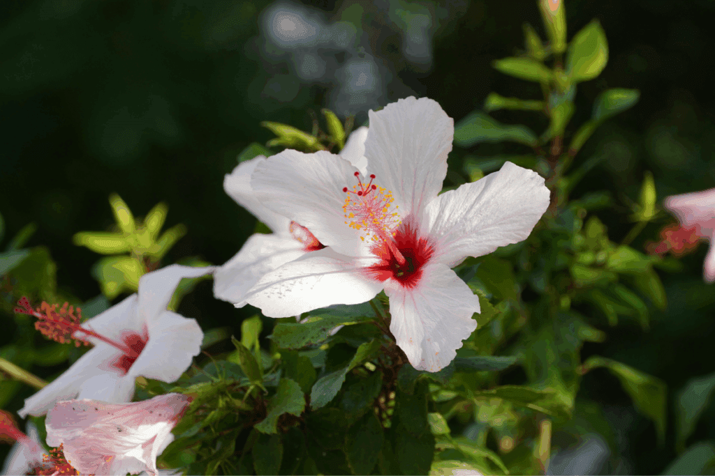 Dicas fáceis para cuidar do hibisco