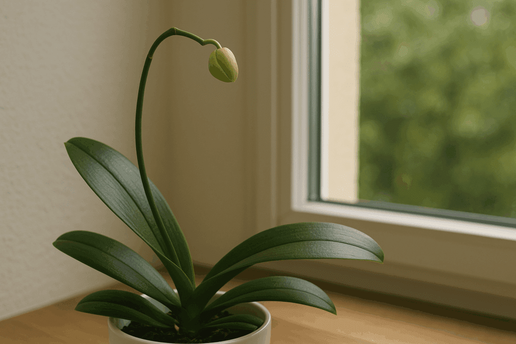 Orquídea não dá flor há meses? Veja o que está faltando no seu cuidado diário