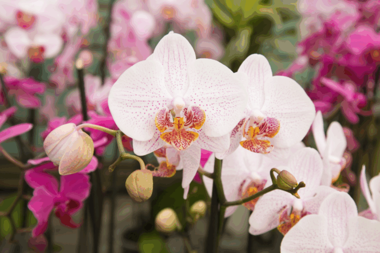 Orquídea não dá flor? Descubra os 7 erros que estão impedindo o florescimento