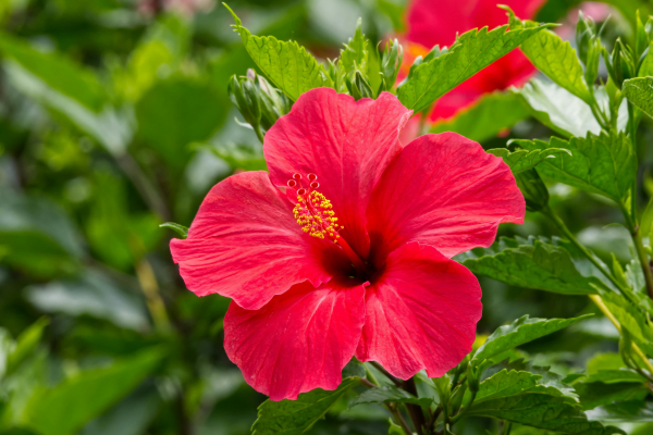 Flor de hisbisco vermelha